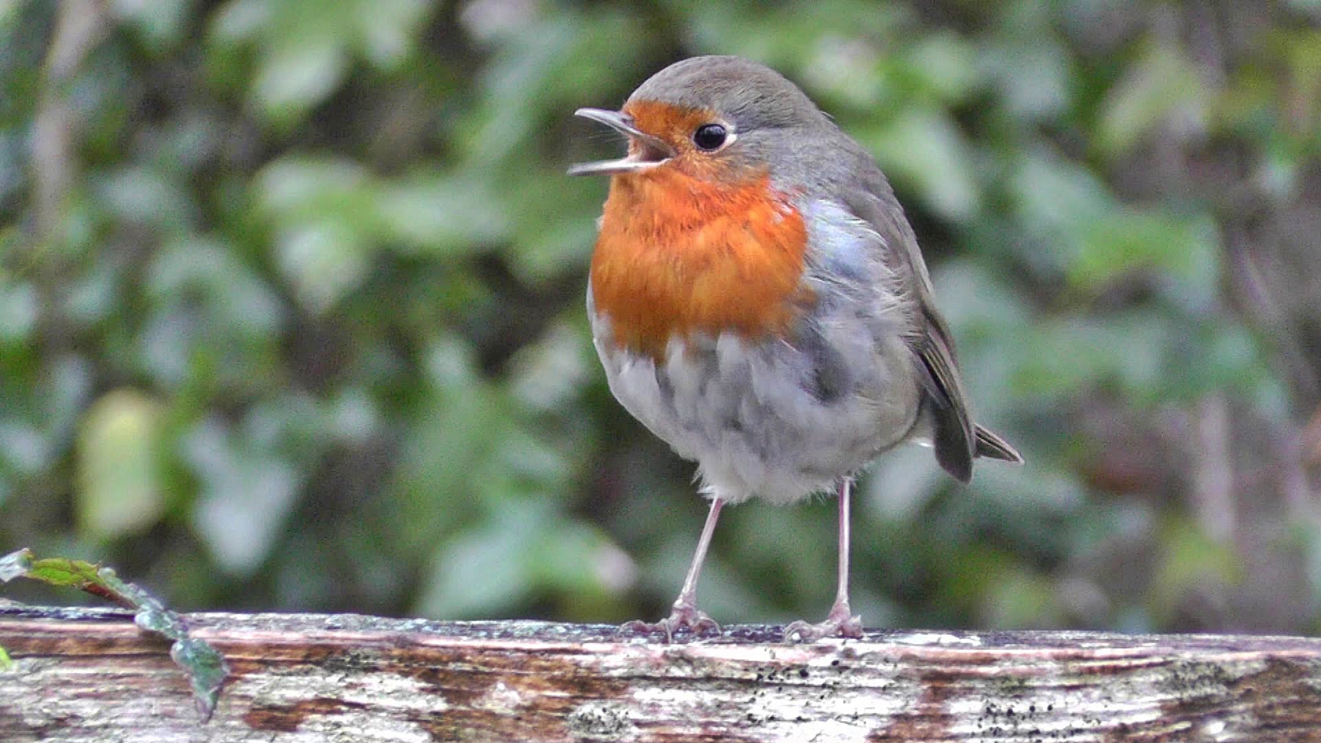 Winterising robin at mylor falmouth