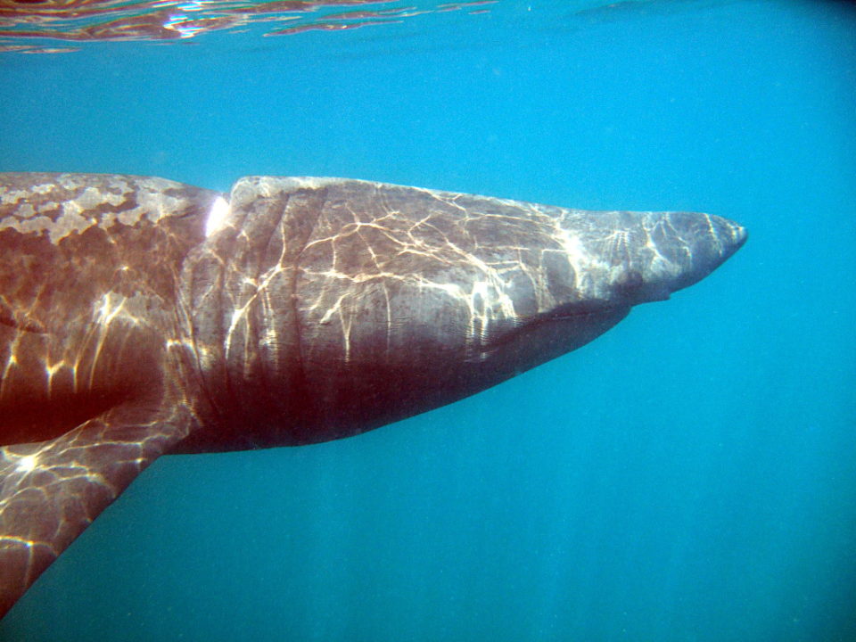 basking shark in the waters of the fal estuary cornwall