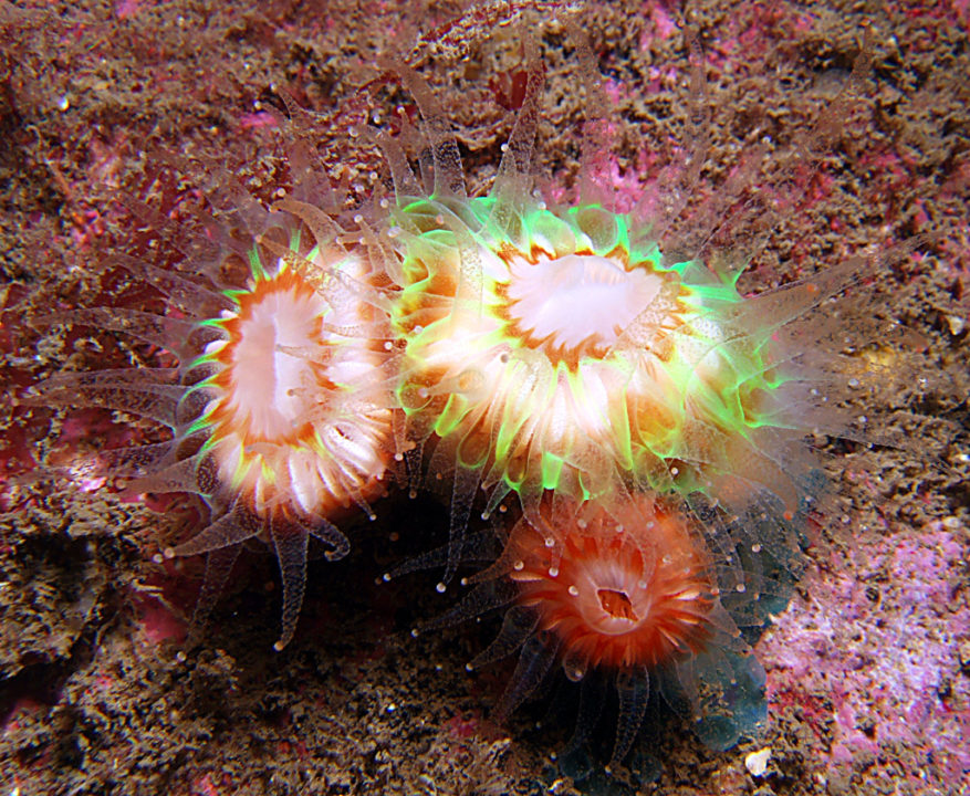Brightly coloured coral in the Fal Estuary Cornwall