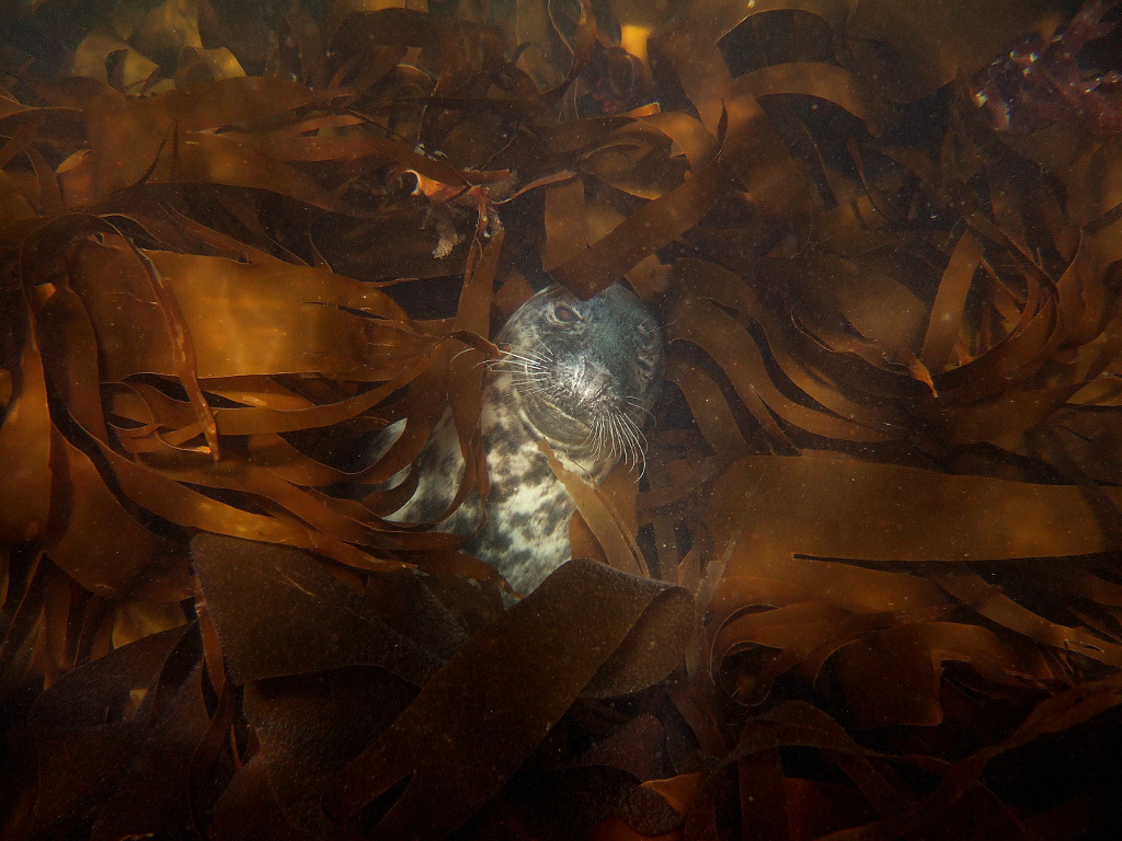 grey seal hiding in brown seaweed in the Fal Estuary Cornwall