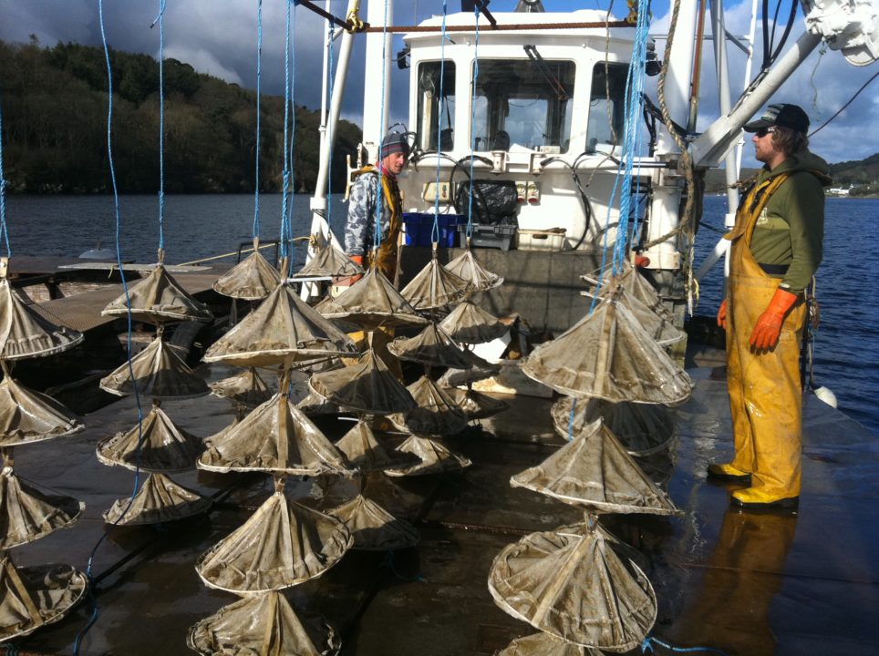 local cornish fishermen looking at their oyster nets on their boat in the fal estuary