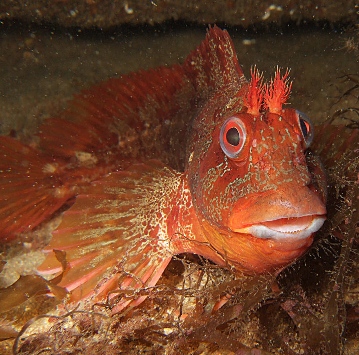 oraange and camouflaged tompot blenny fish in the fal estuary cornwall
