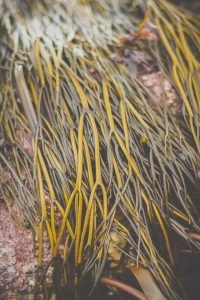 Long brown seaweed in the Fal Estuary Cornwall