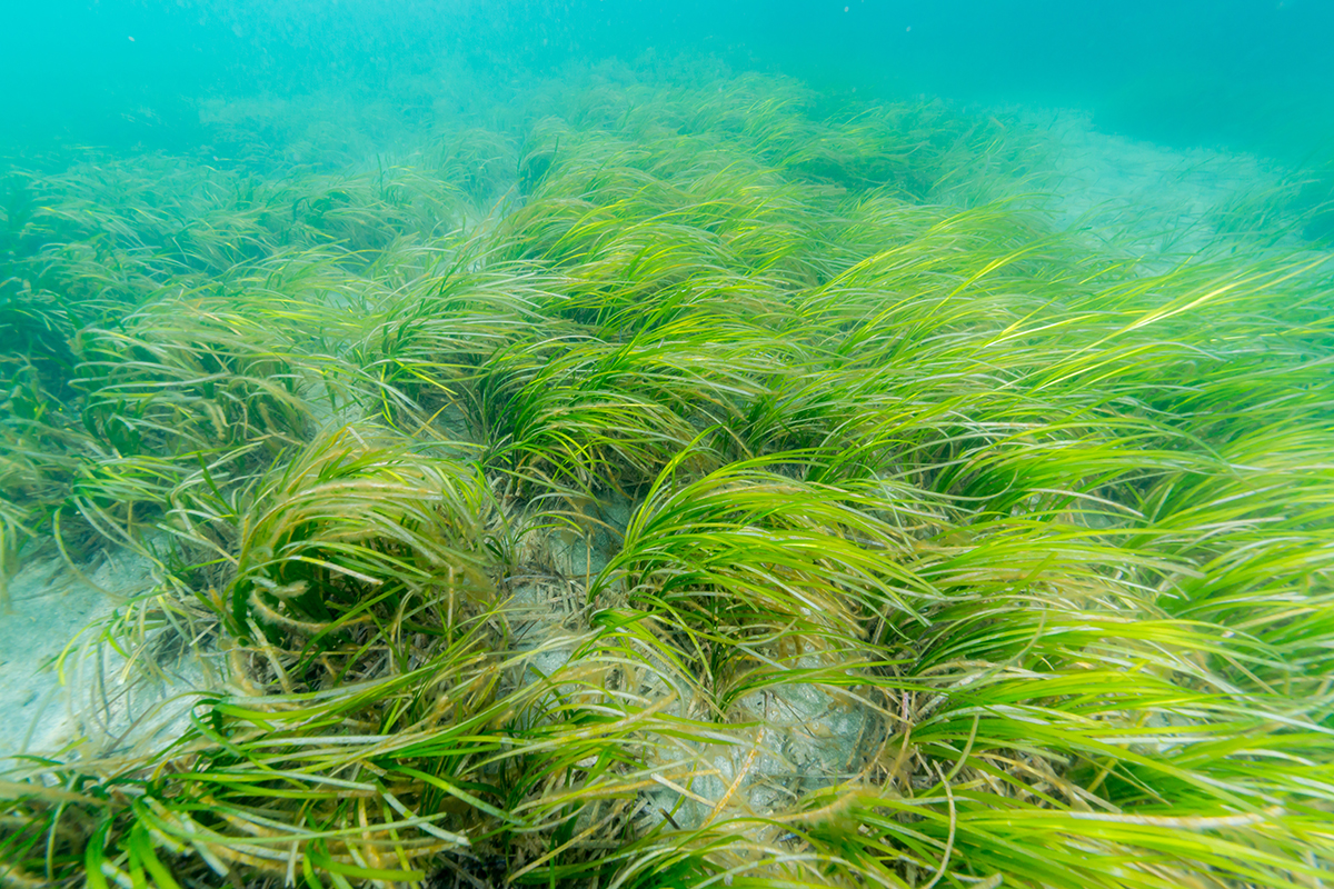 seagrass under the water, mylor sailing school falmouth Cornwall